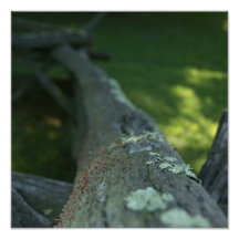 Natural Fence Photo