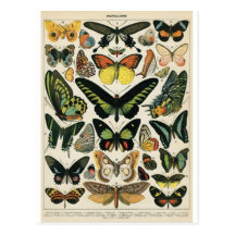 Natural History Butterfly Tarjetas Postales