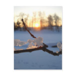 Natural Ice Animals in Winter Postcard