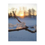 Natural Ice Animals in Winter Postcard