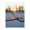 Natural Ice Animals in Winter postcards