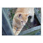 Natural Kitty cards