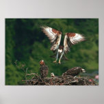 Natural Symmetry Print