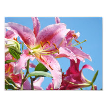 Nature Floral Photography prints Pink Lily Flowers