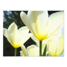Nature Floral Photography Tulip Flowers art prints