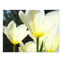 Nature Floral Photography Tulip Flowers art prints