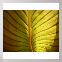 nature Flowers Poster