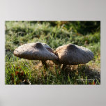 Nature Frost Print