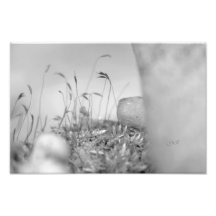 Nature land photo print