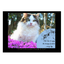 Nature Life Lessons from a Cat ACEO Art Cards