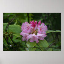 NATURE OREGON POSTERS