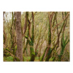 nature photo