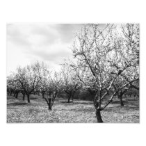 nature photo