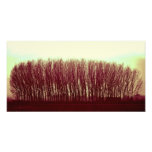 nature photograph
