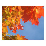Nature Photography art prints Autumn Leaves