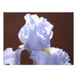 Nature Photography art prints Blue Iris Flowers photography