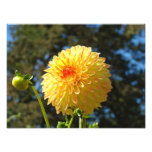 Nature Photography art prints Orange Dahlia Flower photography