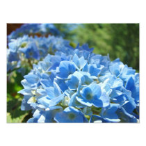 Nature Photography Blue Hydrangea Floral Office