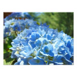 Nature Photography Blue Hydrangea Floral Office