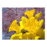 Nature Photography Daffodils Fine Art Prints photography