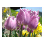Nature Photography Fine Art prints Purple Tulips