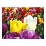 Nature Photography prints Tulip Flowers Garden photography