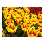 Nature Photography prints Yellow Red Tulips Floral photography