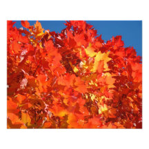 Nature Photography Red Orange Yellow Autumn Leaves