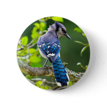 Nature Photography Shy Blue Jay Apparel Gifts Button