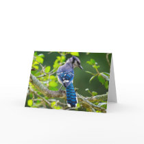 Nature Photography Shy Blue Jay Apparel Gifts Greeting Card