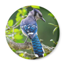 Nature Photography Shy Blue Jay Apparel Gifts Refrigerator Magnet