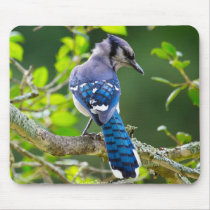 Nature Photography Shy Blue Jay Apparel Gifts Mousepads