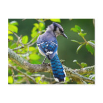 Nature Photography Shy Blue Jay Apparel Gifts Post Card