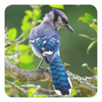 Nature Photography Shy Blue Jay Apparel Gifts Square Sticker