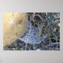 Nature Poster