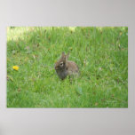 Nature Rabbit Print