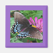 Natures Angels the Butterfly Magnet