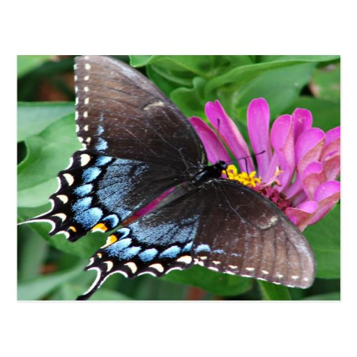 Natures Angels the Butterfly Postcard