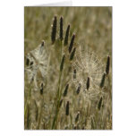 Nature's Artists Cards