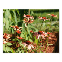 Natures Beauty 11 x 8.5 Photographic Print