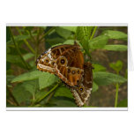 Natures Beauty 2 Card