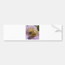Natures Beauty Bumper Stickers
