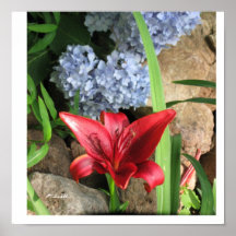 Natures Beauty Floral Poster