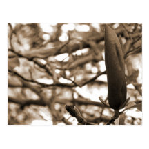 Natures Beauty Post Cards