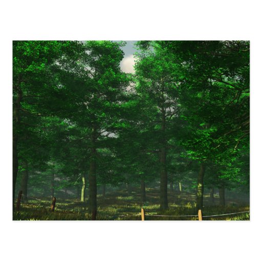 Nature's Clarity Postcard