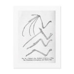 Nature's Four Wings art postcard