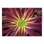 Natures Star Card