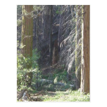Nature's Window V POSTCARD!