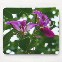Nature's Windows mousepads
