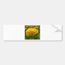 Natures Yellow Beauty Bumper Stickers
